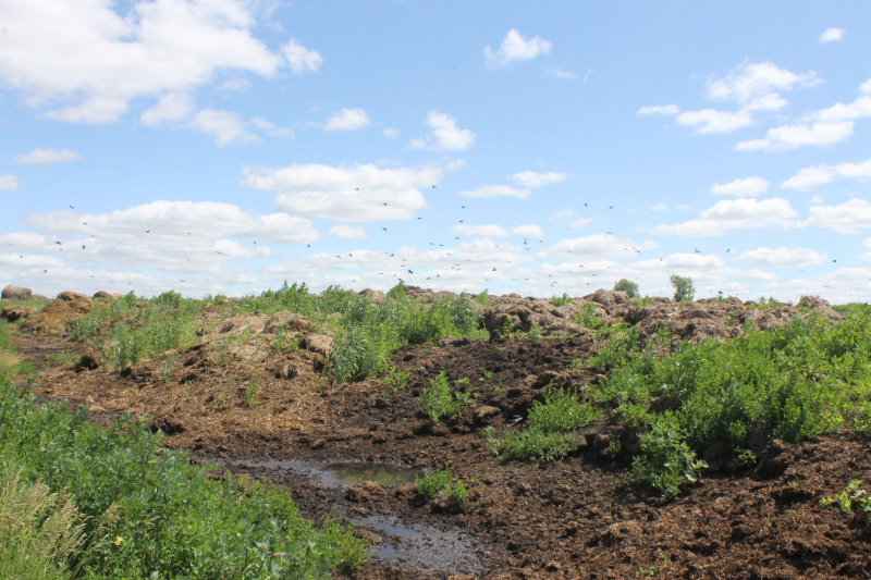 Навоз в полях травит воду в Вурнарском районе
